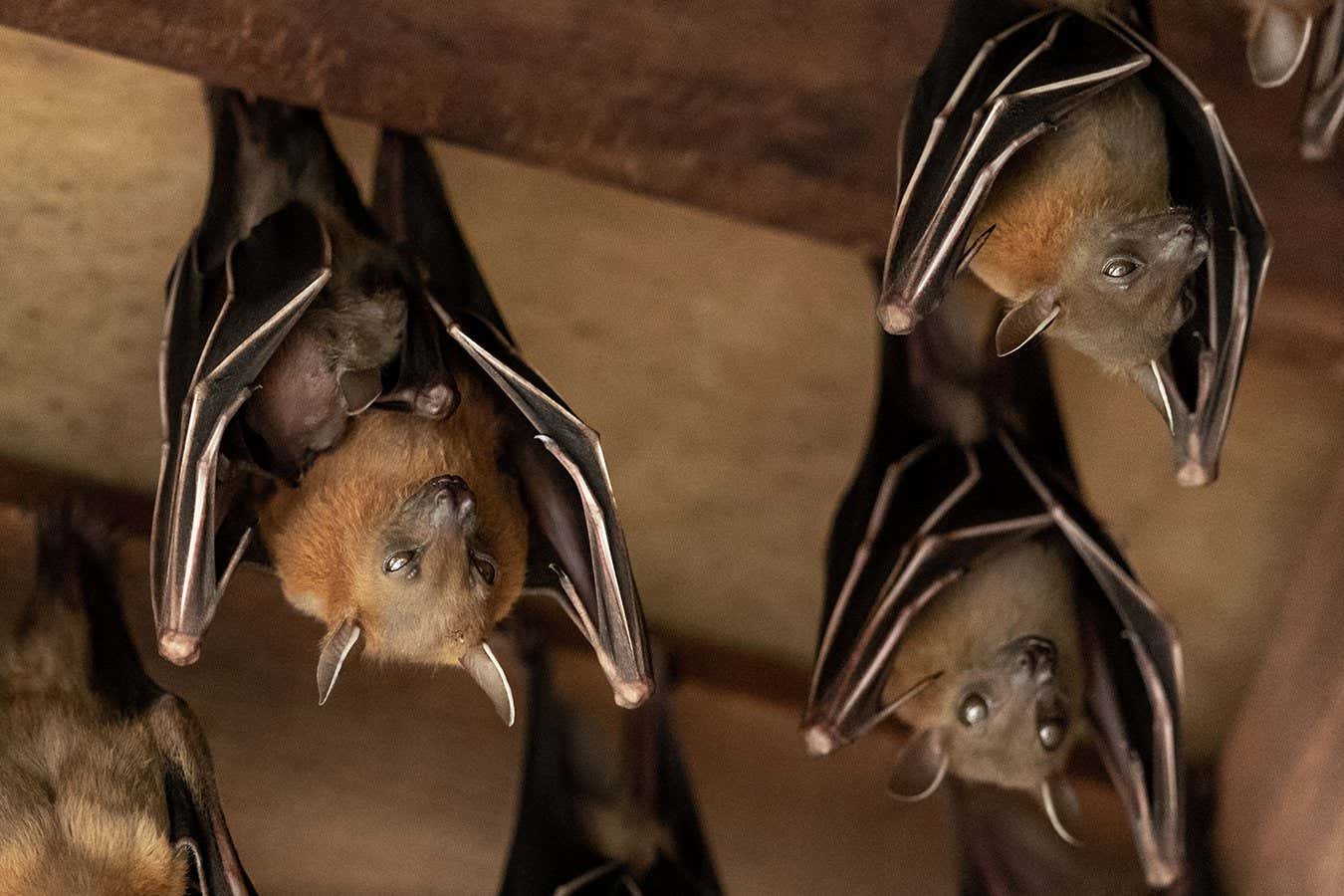 Mother with baby, among others, Lesser Dog-faced Fruit Bat (Cyneropterus brachyotis). Also called Short-nosed or Common Fruit Bat. Animals hanging in the roof. Sungei Buloh Wetland Reserve, Singapore.