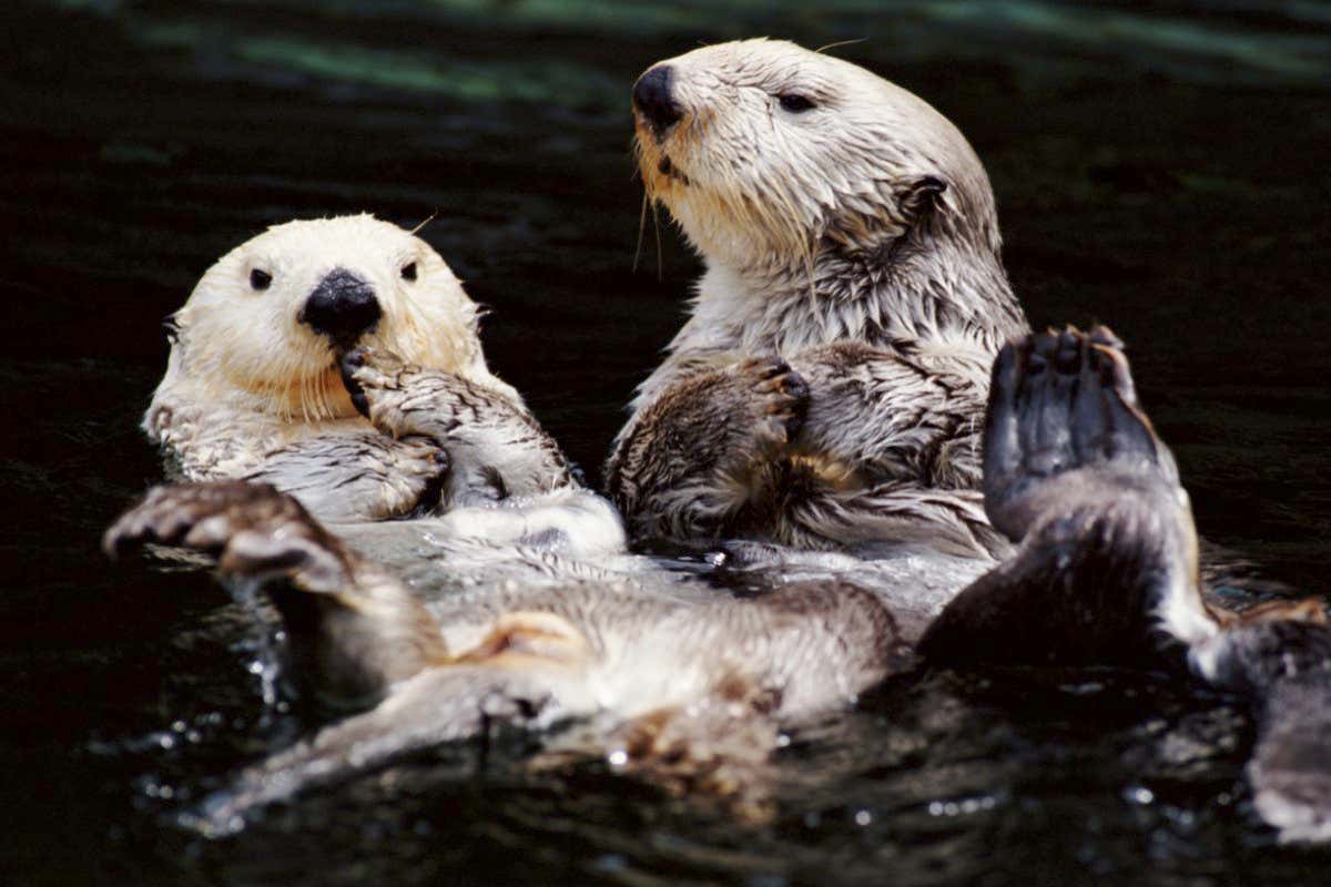 Why are birds mostly monogamous, but not mammals? (part 2)