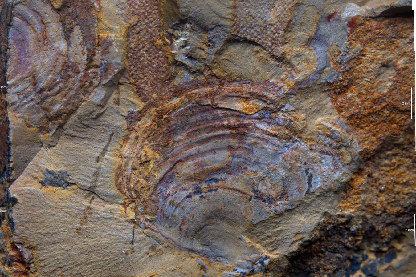 Caption: New fossils of Protomelission from the Xiaoshiba biota, showing attachment of the alga to a brachiopod shell. Credit: Zhang Xiguang