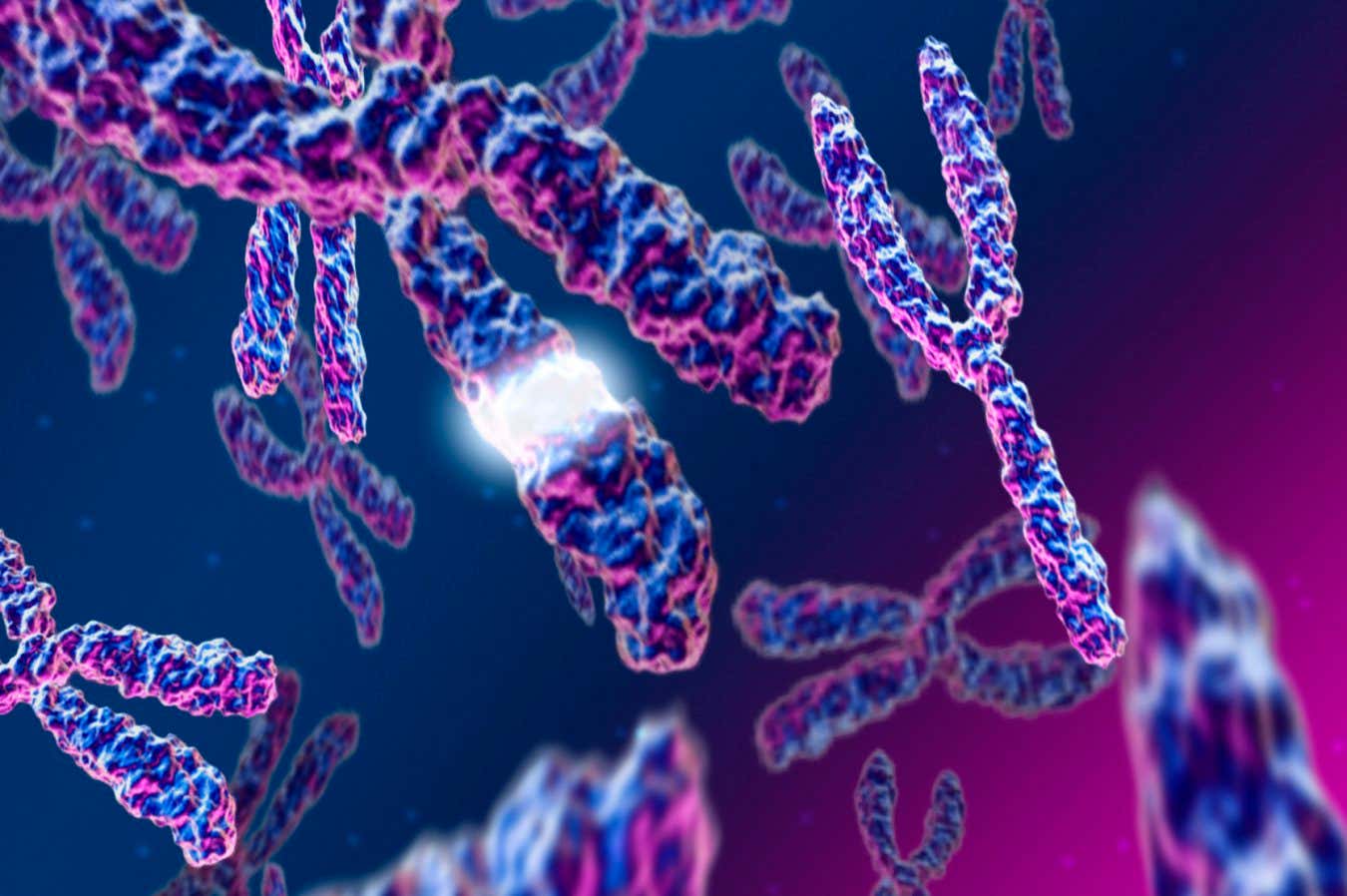 Male XY chromosomes, artwork. The Y chromosome (right) is found in males and is shorter than the X chromosome (upper left). The latter has been labelled with a white glow that can represent a genetic mutation. An individual's sex is determined by the presence or absence of the Y chromosome. Women are XX, while men are XY. Chromosomes are a condensed form of the genetic material DNA (deoxyribonucleic acid), which condenses into chromosomes during cell replication. Each chromosome has two identical strands (chromatids), aligned in parallel and joined at the centromere.