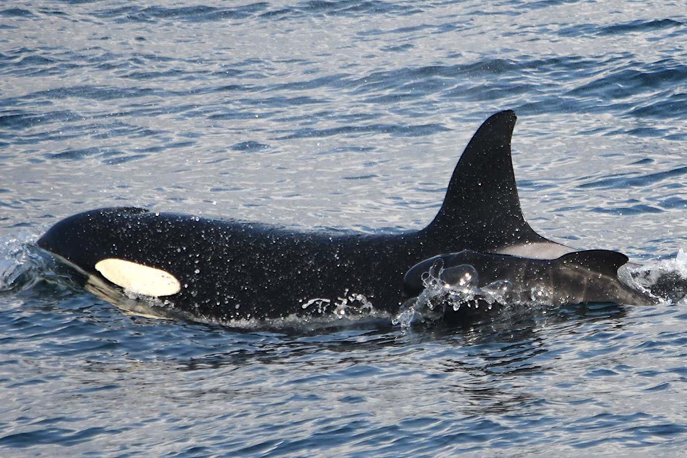 Orca seen foster parenting a pilot whale calf for first time