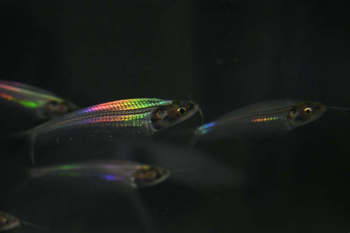 Iridescent ghost catfish