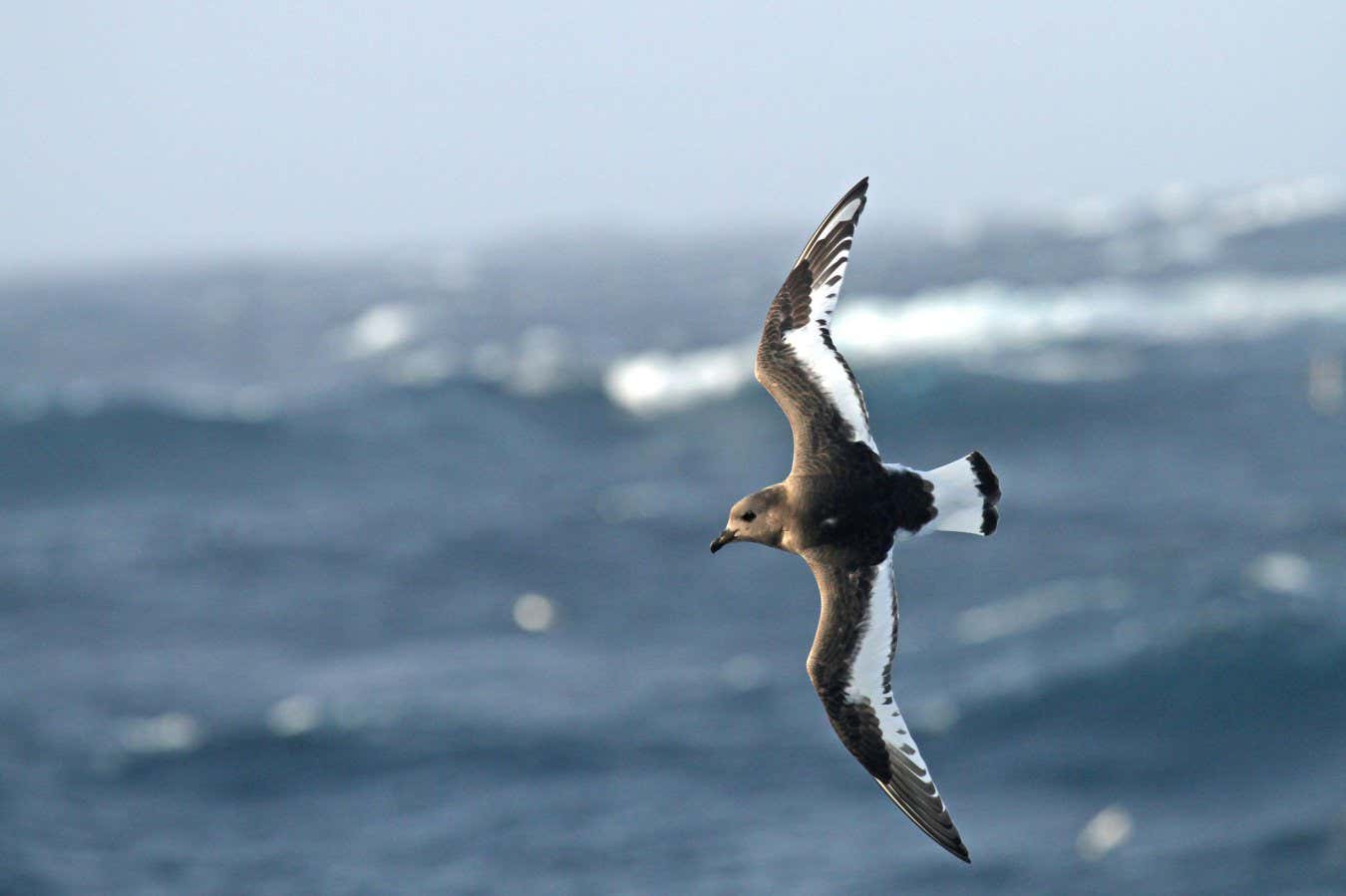 An Antarctic petrel