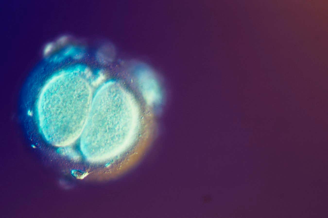 Fertilised human egg cell dividing. Polygenic DNA tests can be used to show the disease risk score of embryos