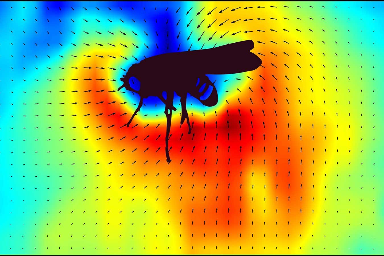 Electrical field of a fruit fly