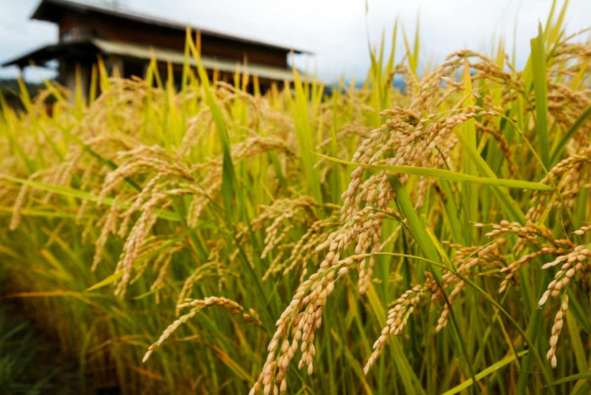 M93A81 Golden colored Asian Rice plants (Oryza sativa) growing in their natural condition with drooping rice grains and a mountain background in rural Japan