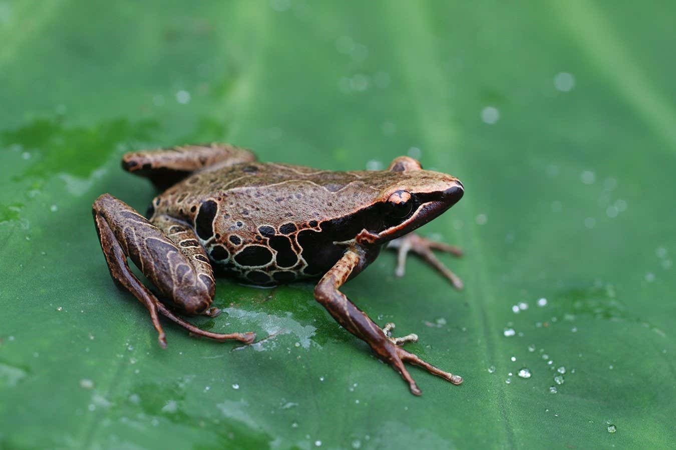 Cardioglossa melanogaster, a species of African frog
