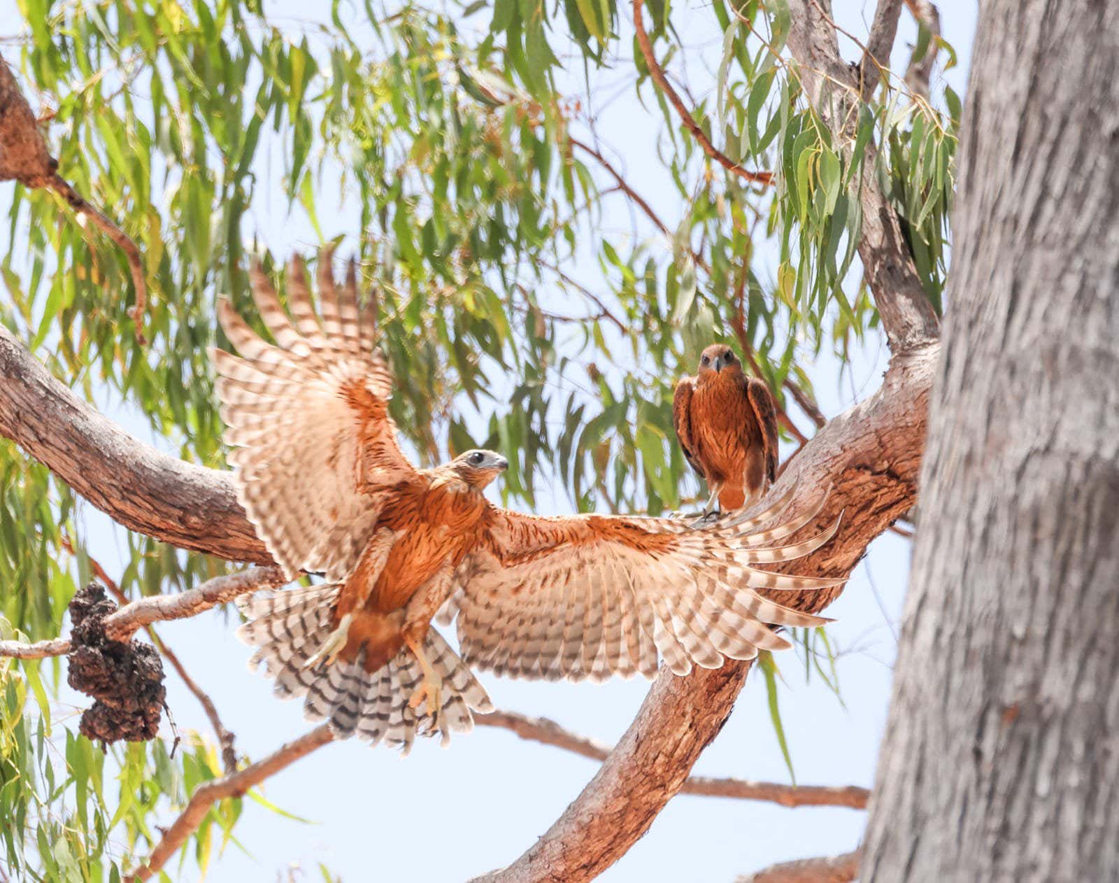 Australia’s rarest bird of prey is disappearing faster than we thought