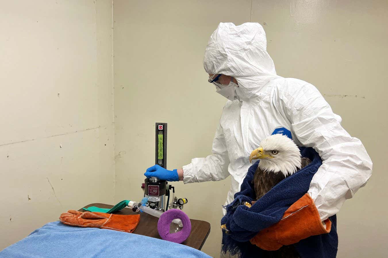 A bald eagle is tested for avian flu
