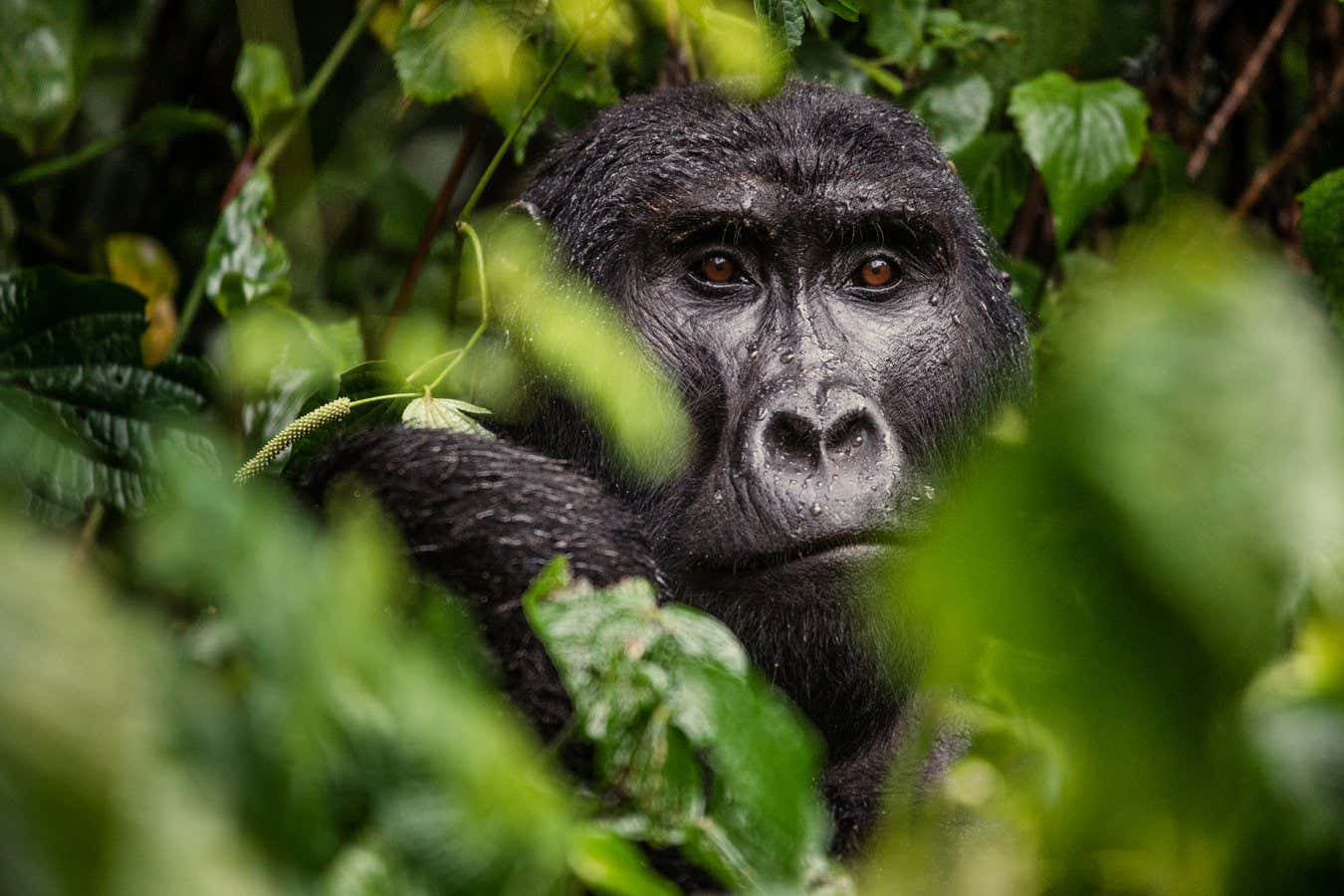 Adult black back gorilla in Bwindi Impenetrable National Park. Photo by Jo Anne McArthur