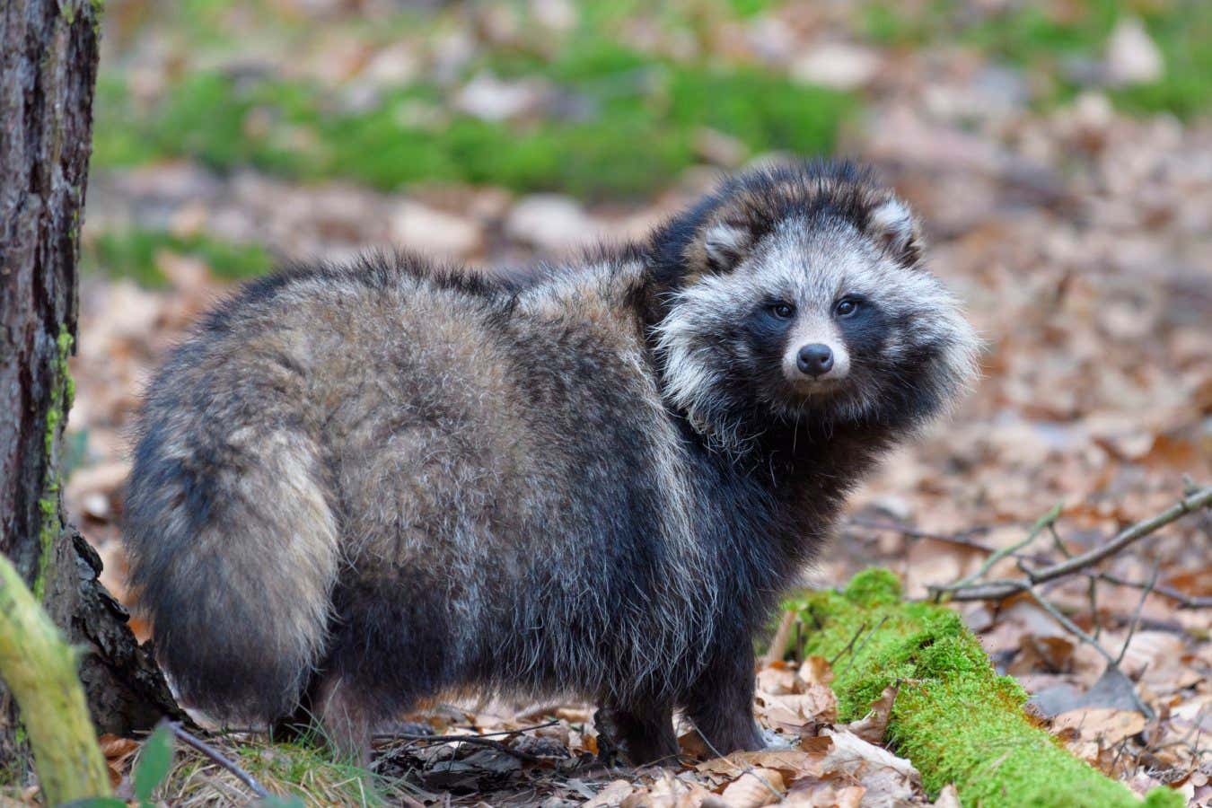 A raccoon dog (Nyctereutes procyonoides)