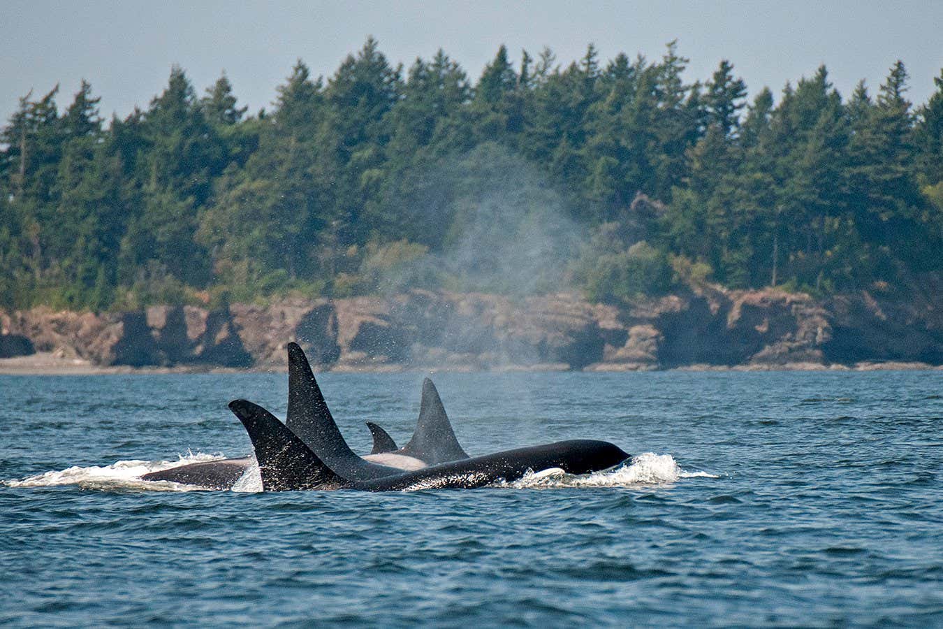 Killer whales off San Juan Islands