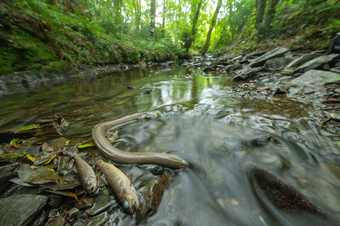 European eel (Anguilla anguilla) and two brown trouts (Salmo trutta) killed due to pollution. UK.
