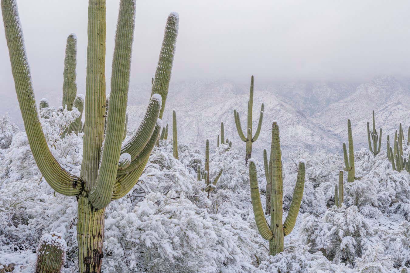 Image taken: 2nd March 2023 SNOW WAY! The surreal site of snow-draped cacti in Arizona???s Sonoran Desert was captured in breath-taking detail by Jack Dykinga last week. The scenes, which meteorologists have described as ???once in a generation??? demonstrate a rare convergence of nature???s extremes. The Sonoran desert is typically known for its arid sub-tropical climate. Even in winter, days are sunny and mild. But this month the area saw 2-4 inches of snow that lasted about 4 hours. Dykinga, who has been photographing the Sonorn Desert since 1976, says the last big snow was a full decade ago. He described this year???s otherworldly scenes as ???pure magic, seemingly out of place and strikingly beautiful.??? Before the snow arrived, the Desert looked completely different, boasting an explosion of flowers and clear blue skies. The reason for the uncharacteristic snowfall is not fully understood. The current La Ni??a event (a cyclic weather pattern that influences global weather) is partly responsible, coupled with a persistent blocking pattern over the Pacific Ocean and cold air migrating south from the Arctic. Climate change also means extreme weather events are becoming more likely.