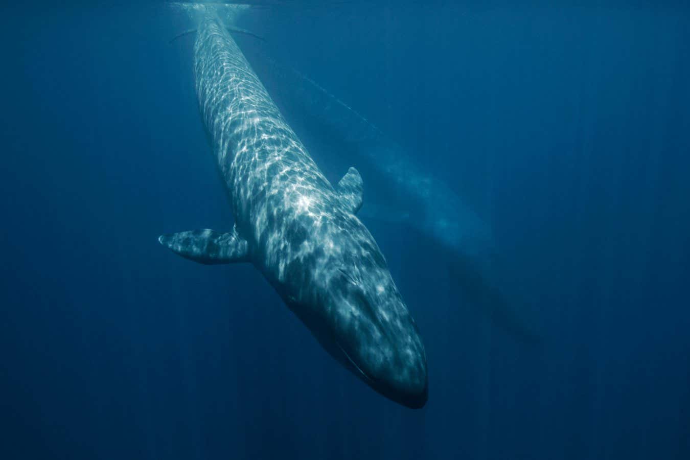 R3MJ5Y Blue Whale (Balaenoptera musculus) juvenile, Terceira Island, Azores, Portugal, Atlantic Ocean