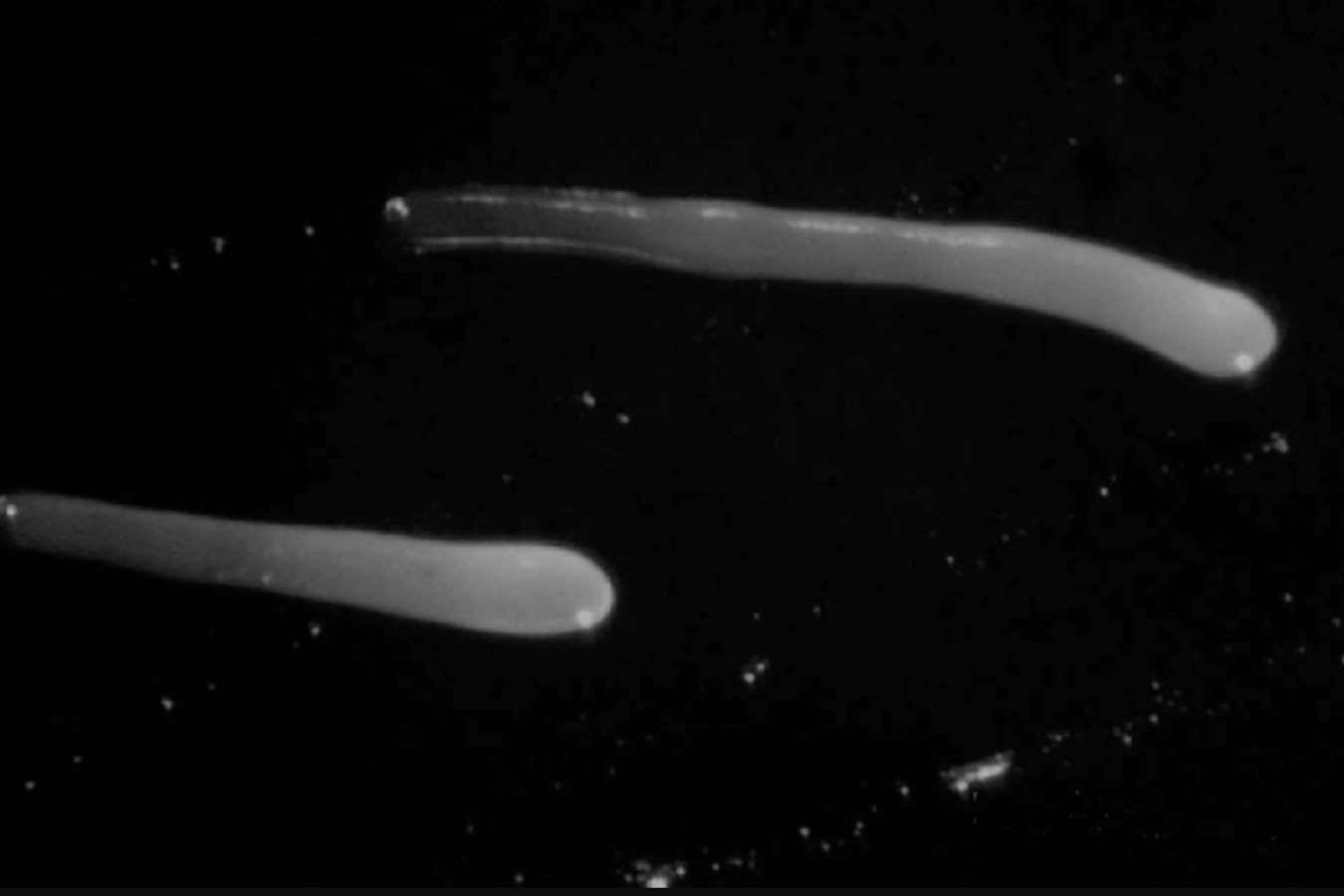 The slime mould Dictyostelium discoideum is used to study the origins of multicellularity
