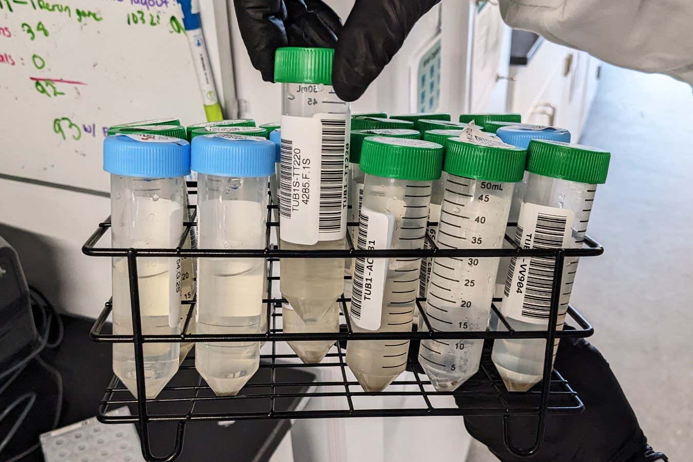 Wastewater samples at BioBot's lab