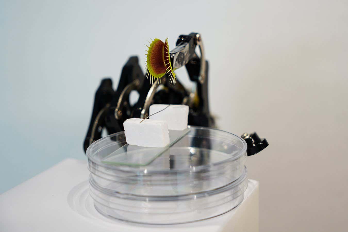 Venus flytrap cyborg snaps shut with commands from a smartphone