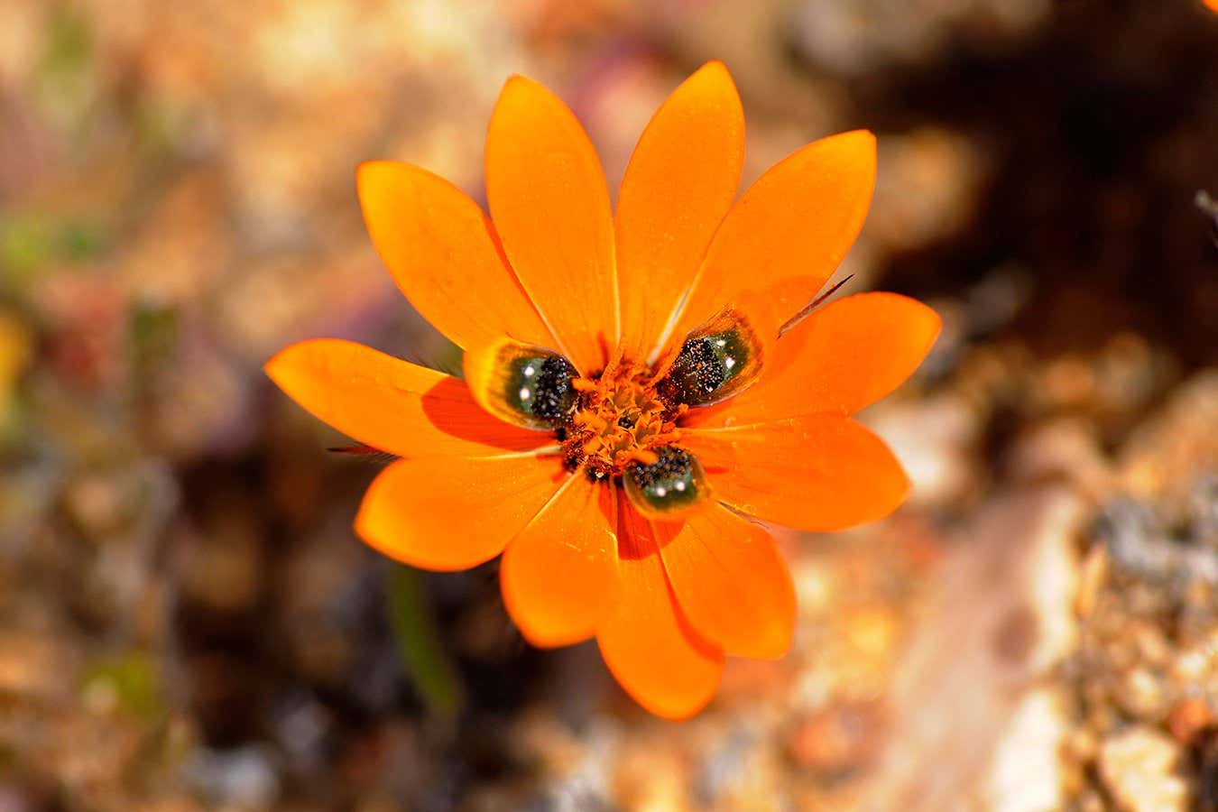 Beetle daisy (Gorteria diffusa), Springbok, Namaqualand, South Africa - Image ID: C119J6 (RF)