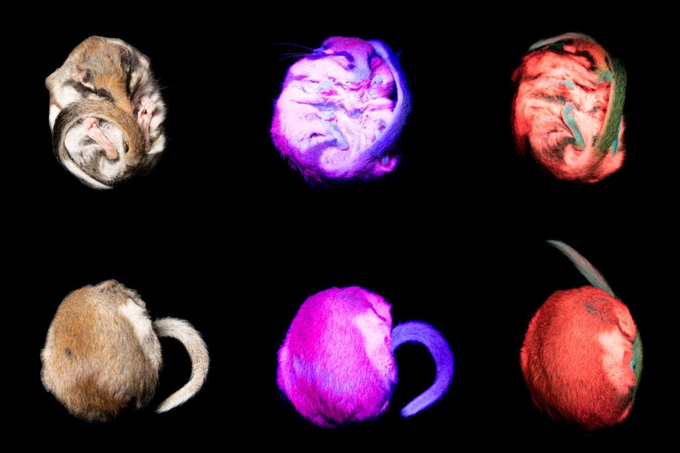 The garden dormouse glows under UV light - but we don’t know why
