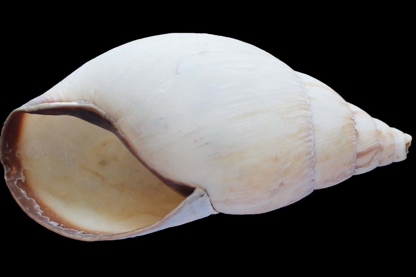 Quaternary Science Reviews reporting that people at the Border Cave site may have roasted and eaten snails 170,000 years ago.