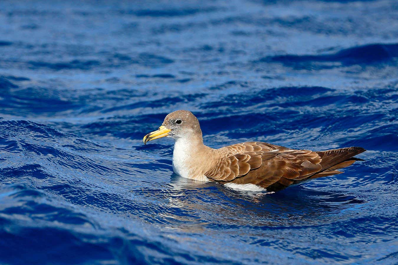 New Scientist. Science news and long reads from expert journalists, covering developments in science, technology, health and the environment on the website and the magazine.