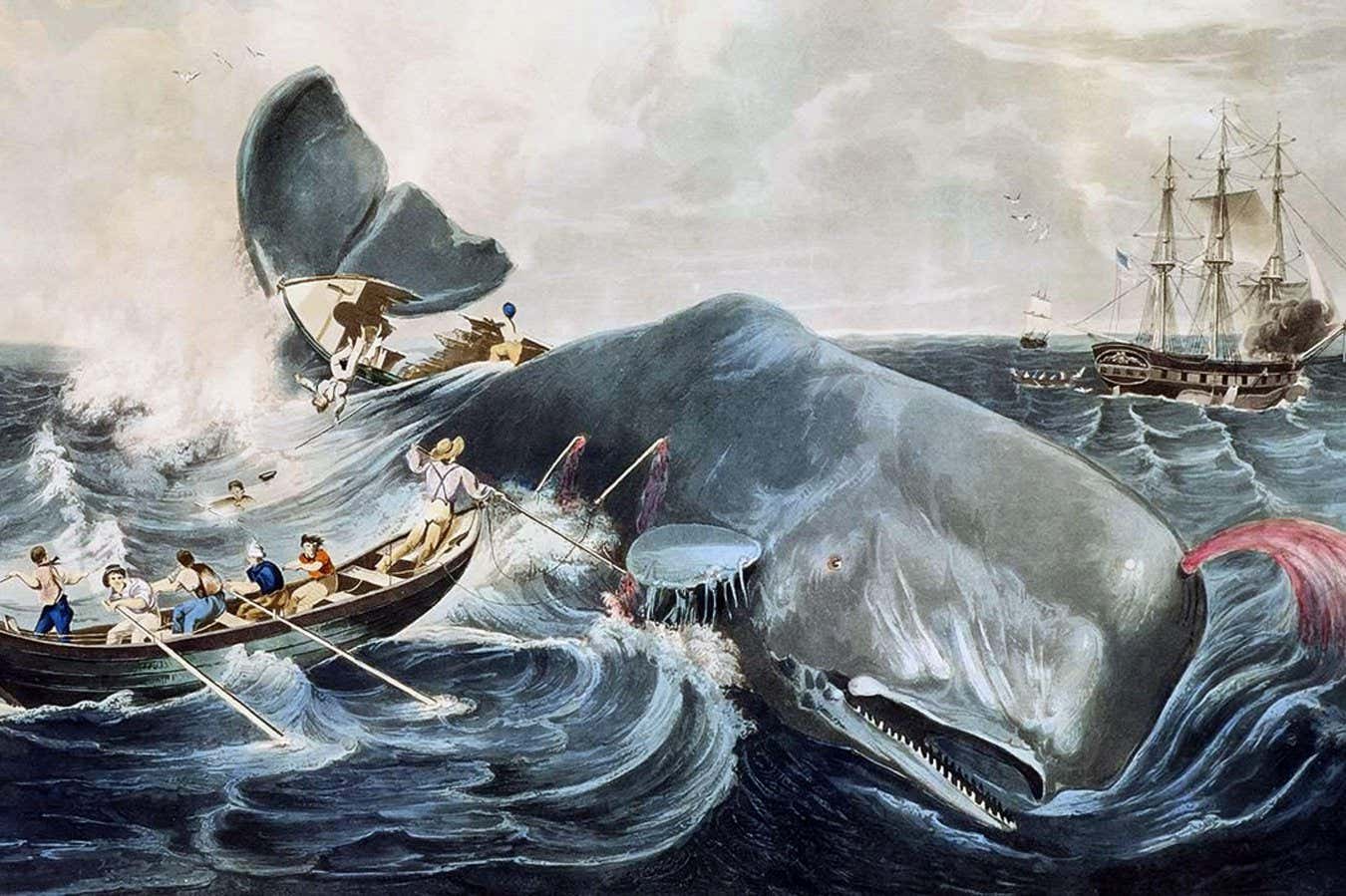 2B034C5 In addition to Herman Melville's own experience on the whaling ship Acushnet, two real events served as the genesis for his Moby Dick. One was the sinking of the Nantucket ship Essex in 1820, after a sperm whale rammed her 2,000 miles (3,200 km) from the western coast of South America. The other event was the alleged killing in the late 1830s of the albino sperm whale Mocha Dick, in the waters off the Chilean island of Mocha. Mocha Dick was rumored to have 20 or so harpoons in his back from other whalers, and appeared to attack ships with premeditated ferocity.