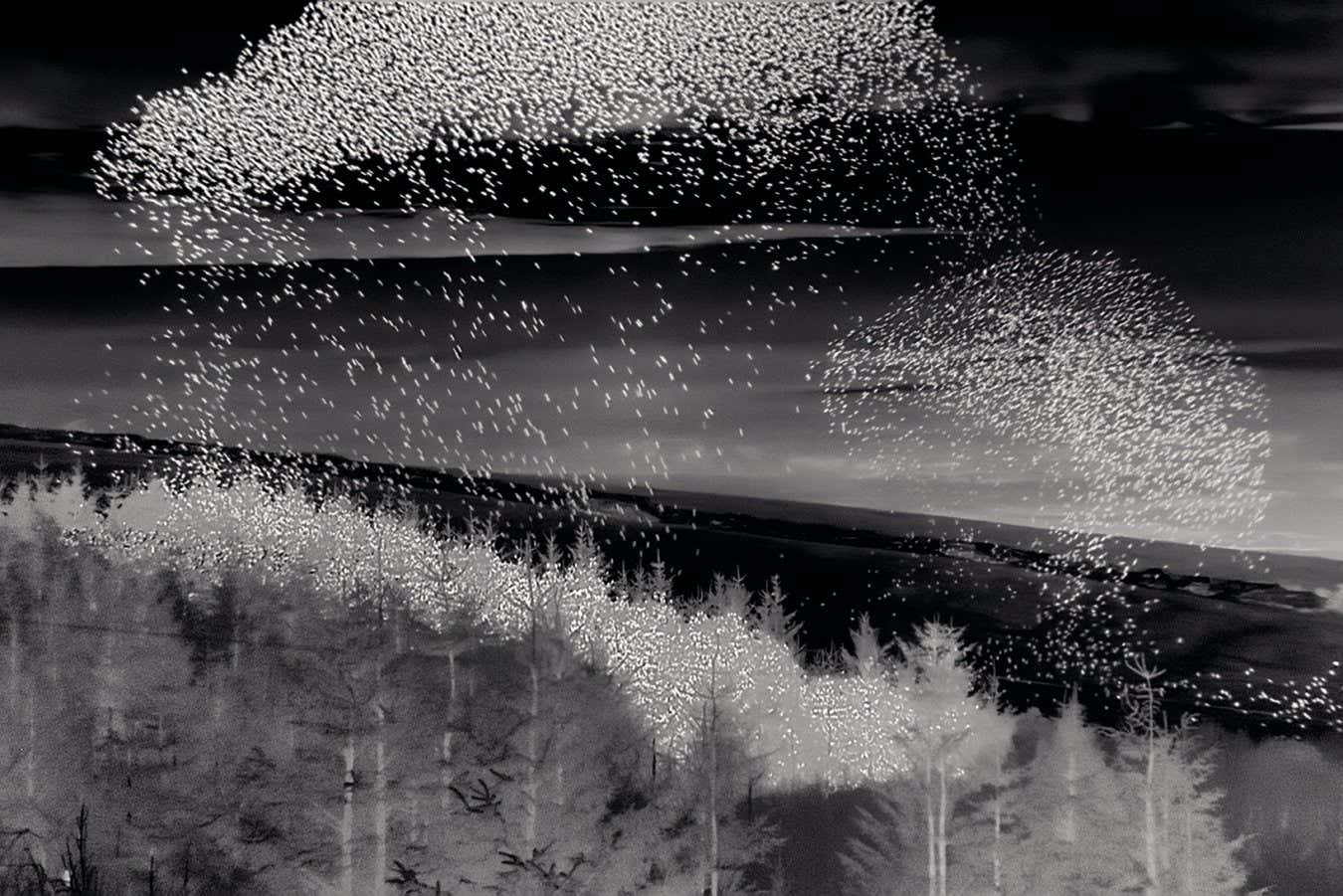 thermal night vision grab of starlings roosting A group of common starlings come in to roost after dark ? shown using thermal imaging cameras, Bodmin Moor, Cornwall Page 235, Wild Isles book