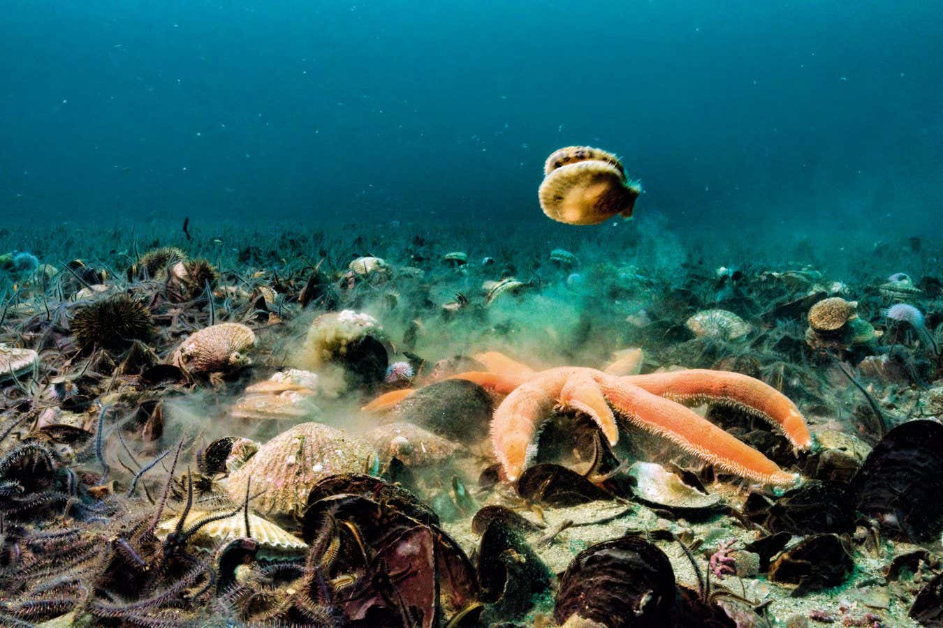 scallop escaping from starfish predating 'A stealthy starfish will pull apart and devour a scallop. But the scallop can defend itself by rapidly snapping its shell, creating a jet of water that propels it away from the sluggish predator.' p269 Wild Isles