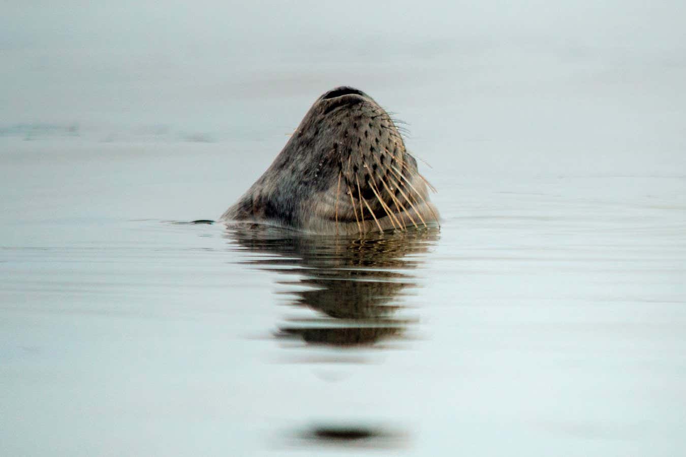 seal sleeping at surface, nose above water A grey seal sleeping vertically in the water, its nose poking out to breathe. This is known as bottling P245, Wild Isles