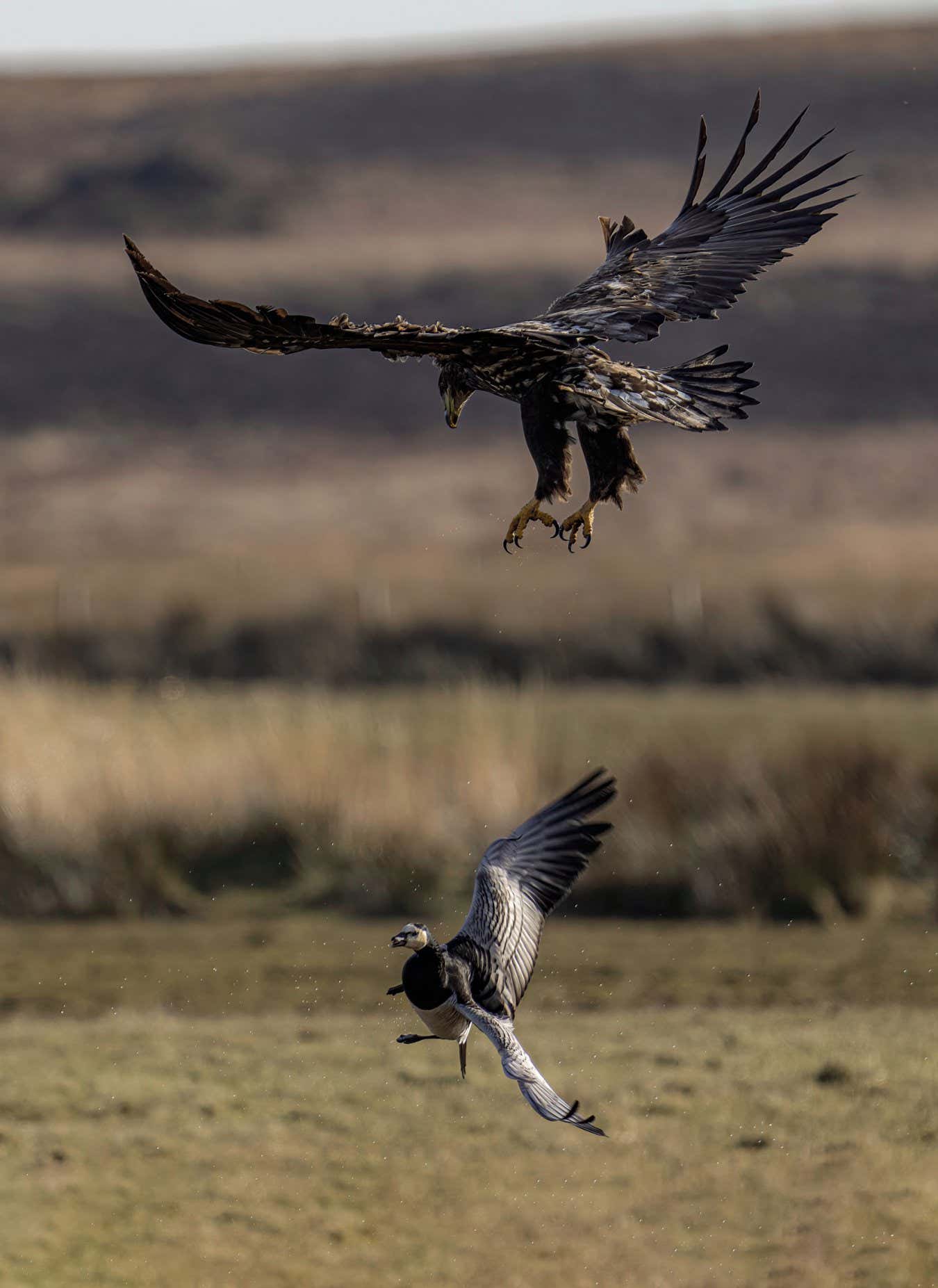 Eagle attacking barnacle goose A young white-tailed eagle hunts an adult barnacle goose at RSPB Loch Gruinart on the island of Islay, Scotland Page 33, Wild Isles book