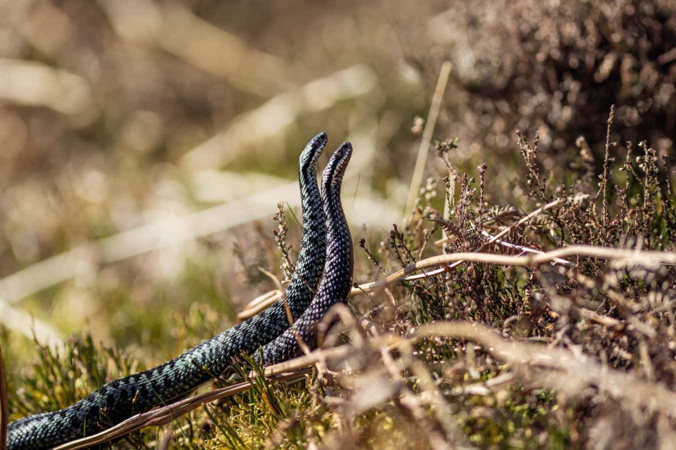 male adders sizing one another up Evenly matched male adders will wrestle, writhe and rear up in an attempt to see off their competitors and secure a female for themselves. P98, Wild Isles book