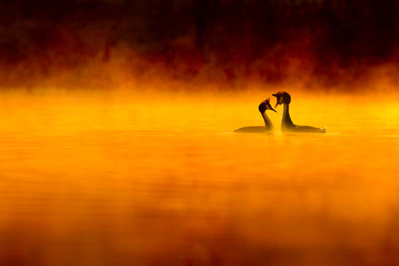 Great crested grebe (Podiceps cristatus) pair performing courtship displaying at dawn, backlit and surrounded by mist, Cheshire, UK, April. Highly honoured in the Birds Category of Nature's Best Windland Smith Rice International Awards Photography Competition 2013.