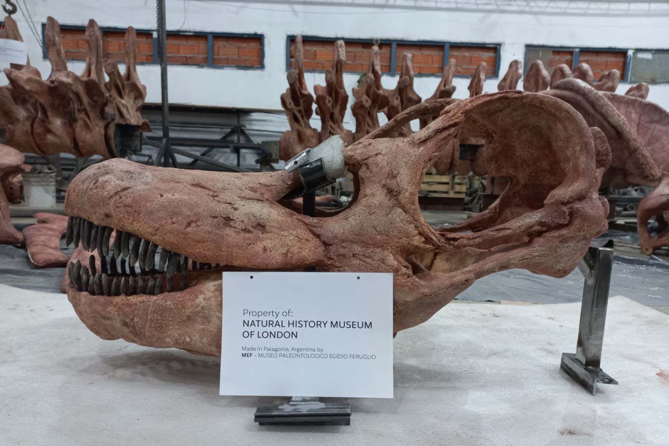 Patagotitan skull CREDIT MEF