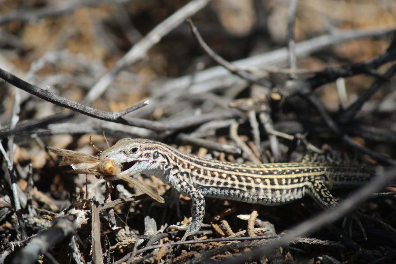 A whiptail lizard