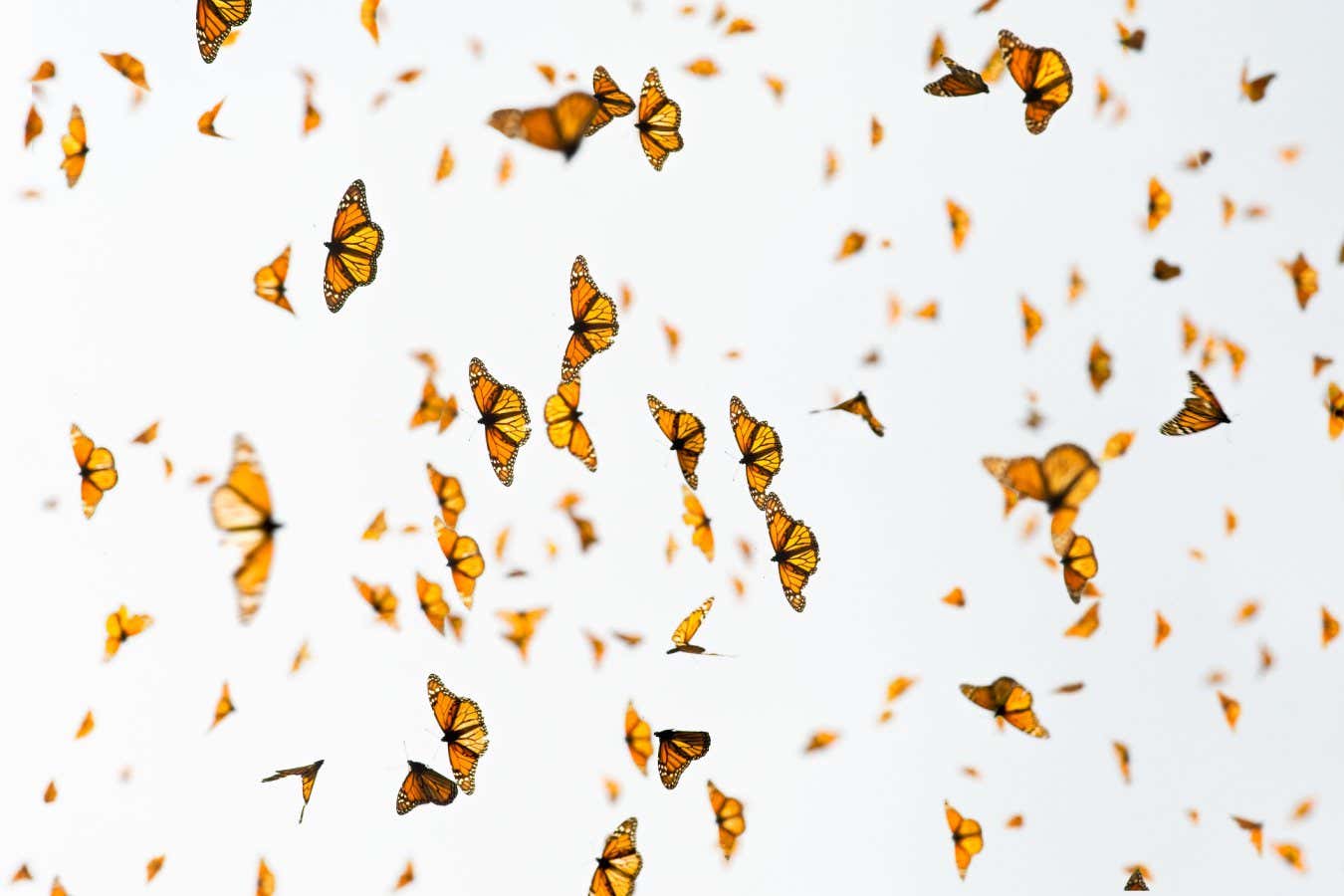 Monarch mass flight