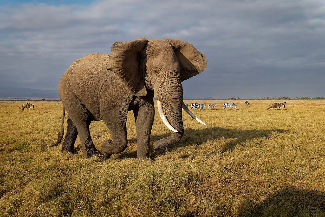 An African bush elephant in Amboseli National Park, Kenya