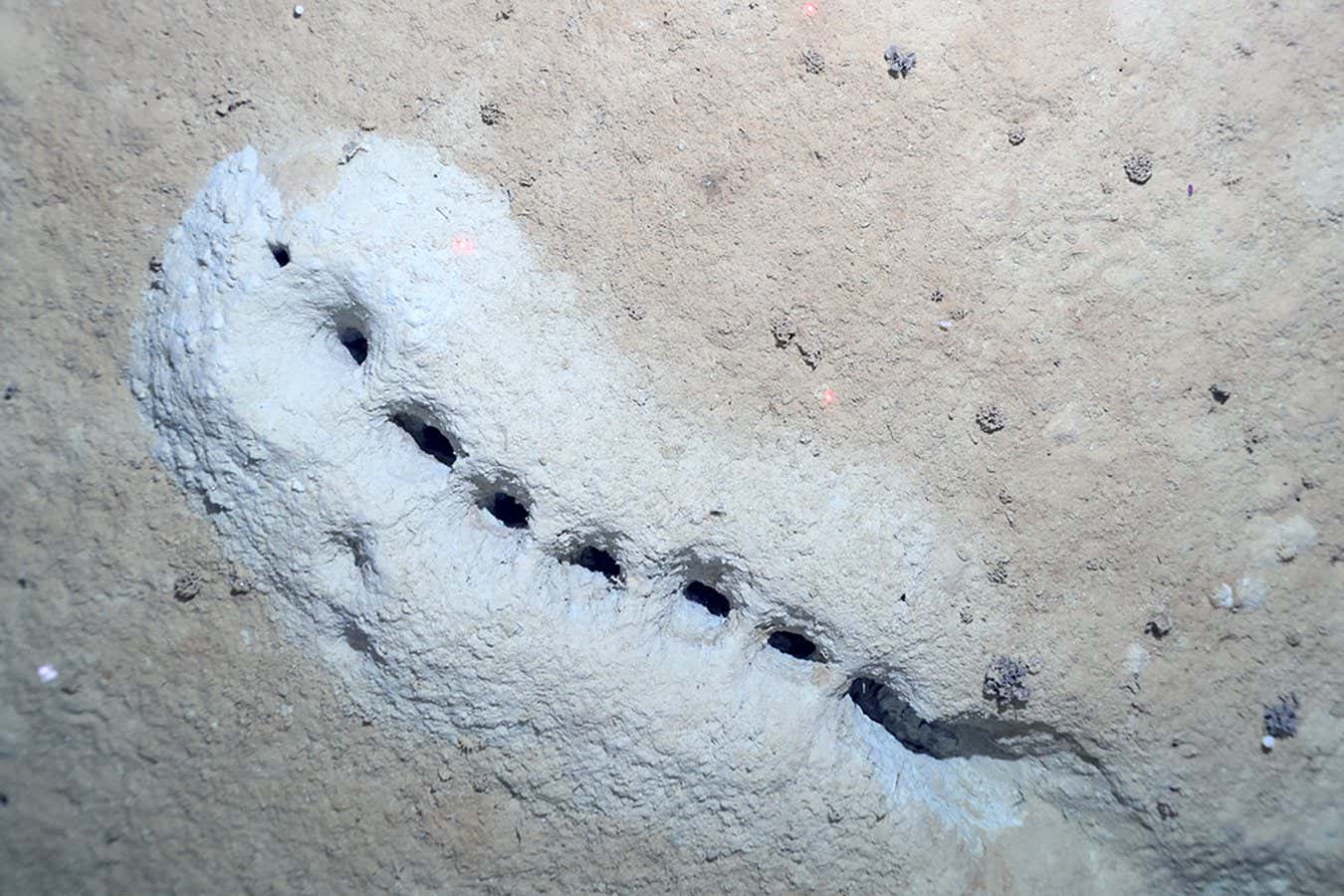 Mysterious deep-sea holes may be burrows of tiny shrimp-like creatures