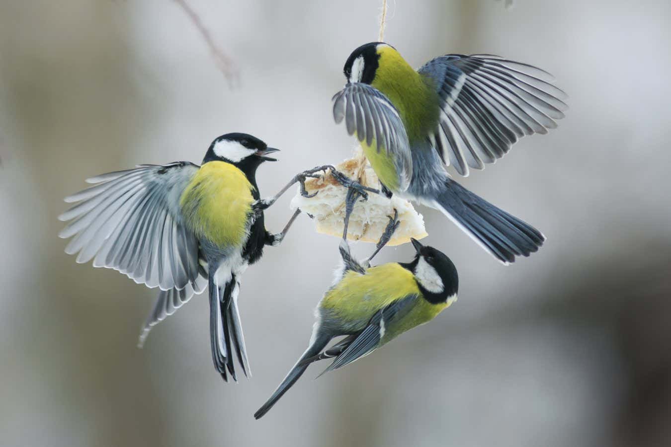 little hungry birds Tits on the bird feeder eating fat; Shutterstock ID 588202970; purchase_order: -; job: -; client: -; other: -