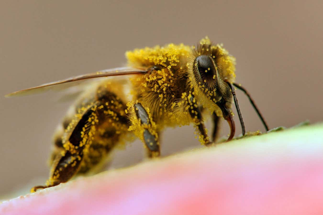 detail of bee or honeybee in Latin Apis Mellifera, european or western honey bee; Shutterstock ID 1544424374; purchase_order: -; job: -; client: -; other: -