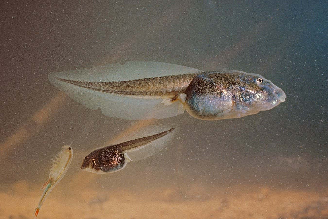 Mexican spadefoot toad tadpoles