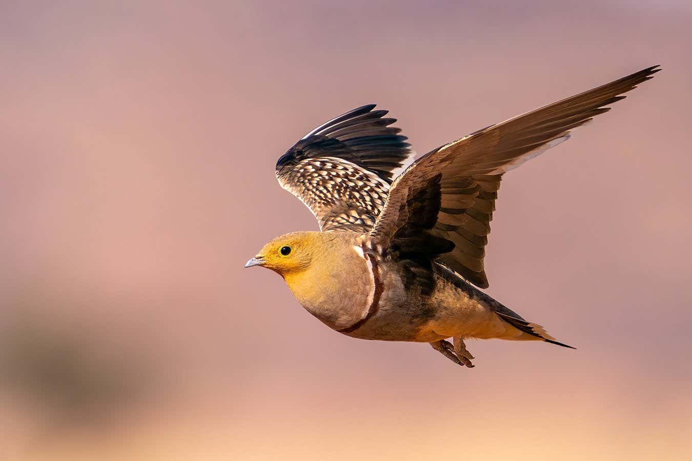 Namaqua sandgrouse (Pterocles namaqua) in flight, Namib desert, Namibia, South Africa