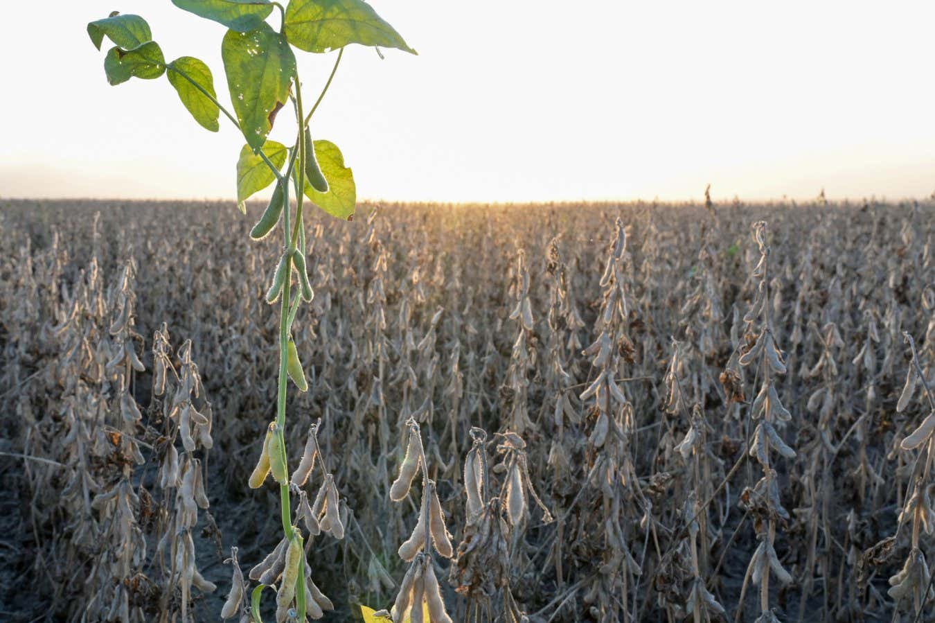 A field of soya beans that has been hit by drought