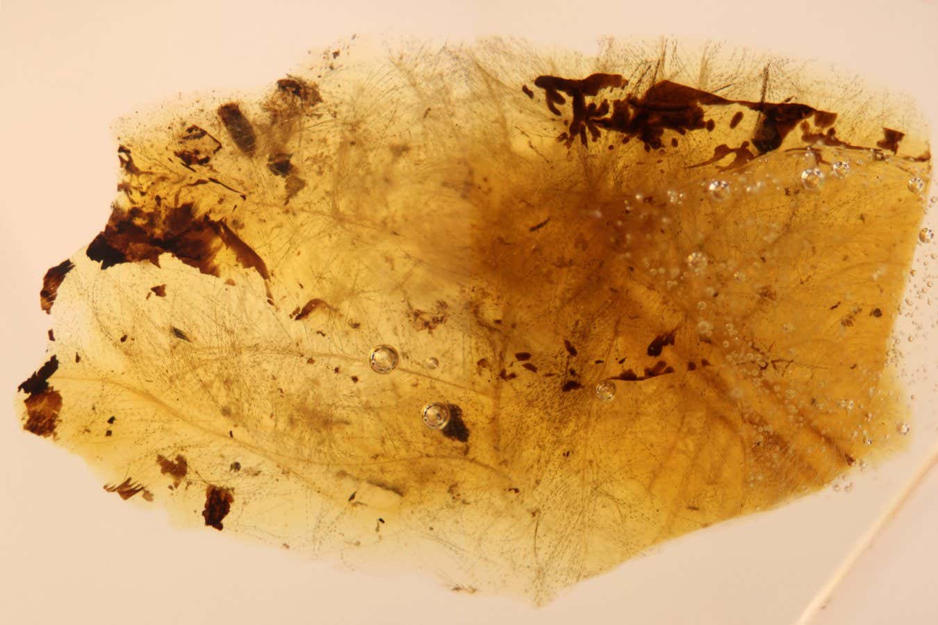 Amber fragment with feather portions and beetle larval moults
