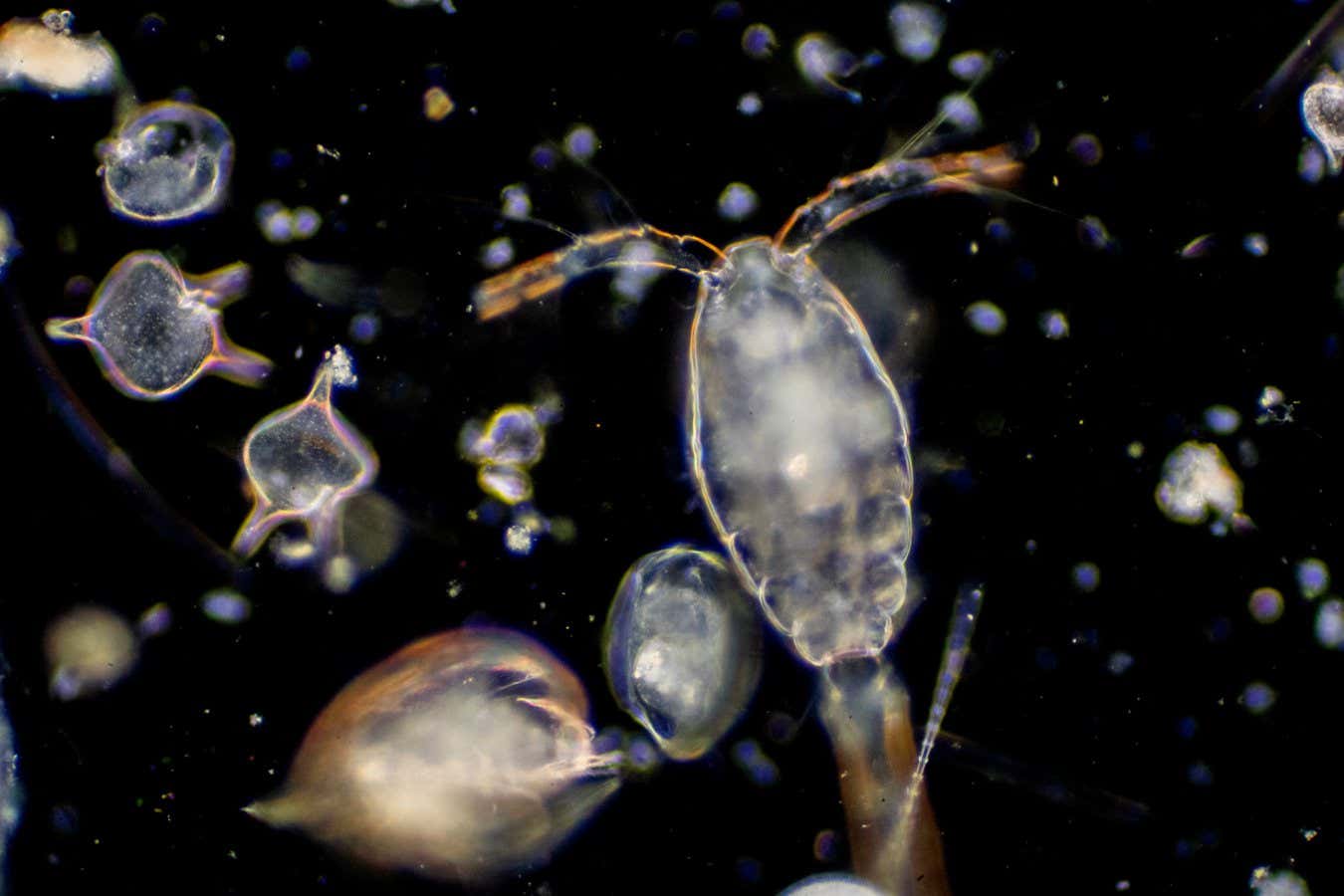 Plankton are organisms drifting in oceans and seas. Zooplankton.