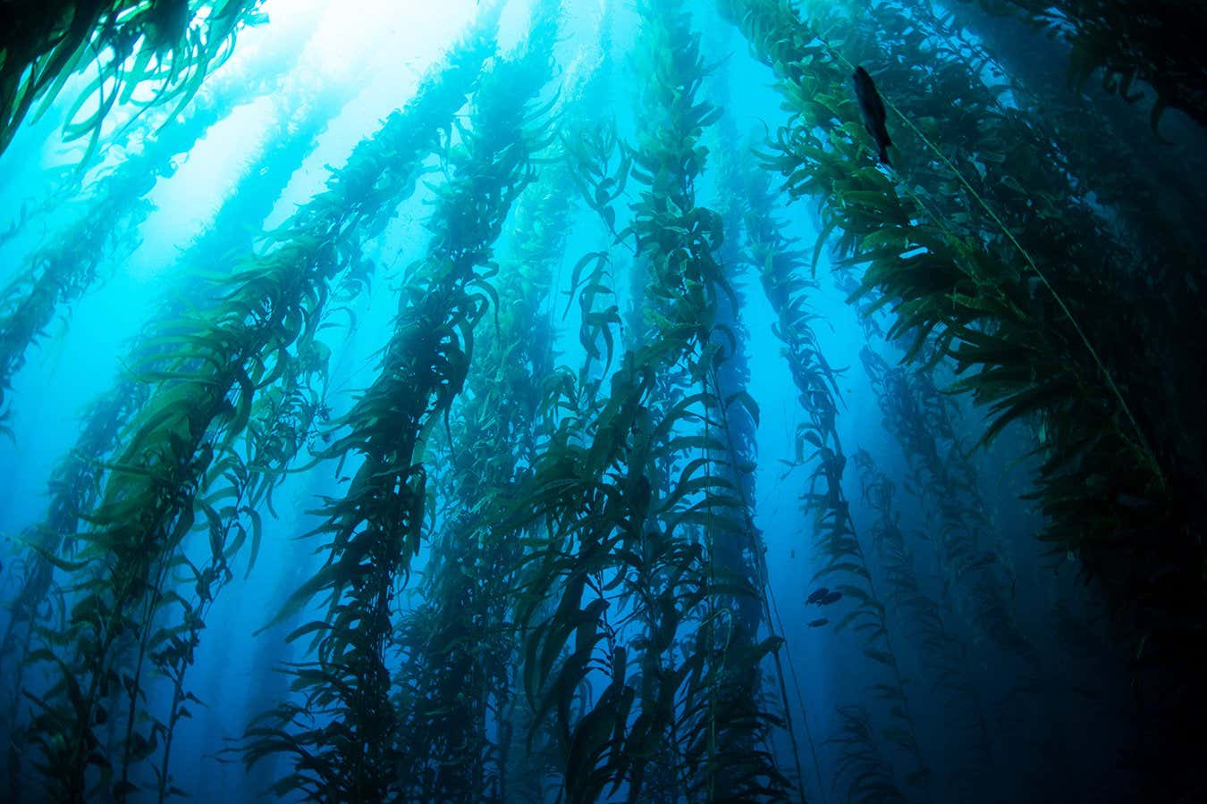 Giant kelp (Macrocystis pyrifera) grows in a thick, underwater forest near the Channel Islands in California. This area is part of a National Park and is teeming with thousands of marine species.