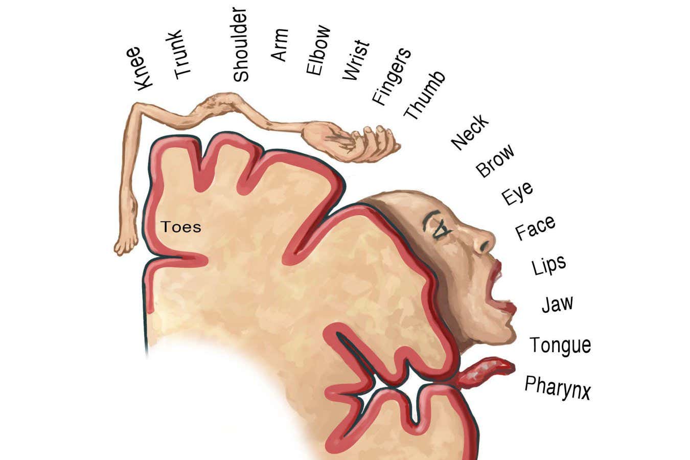 The homunculus map, depicting how different regions of the motor cortex control movement in different parts of the body