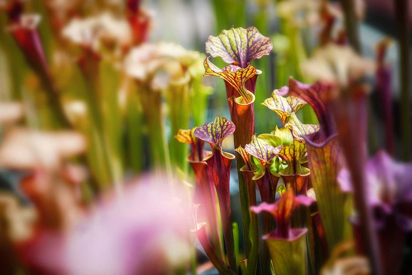 Carnivorous plants use a sneaky trick for luring different bugs to eat