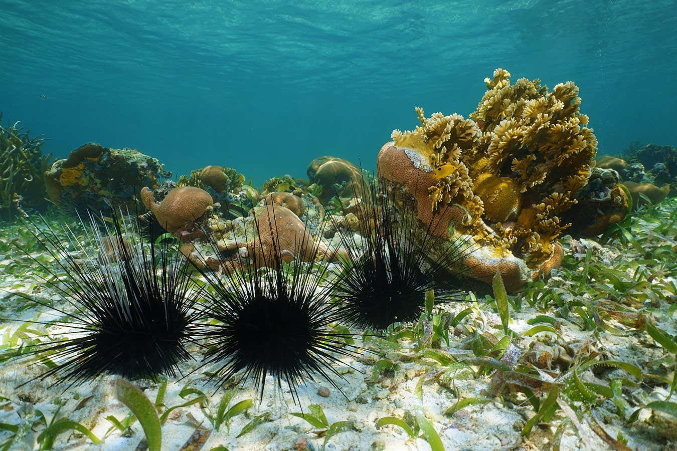 Long spined sea urchins underwater on seabed of the Caribbean sea
