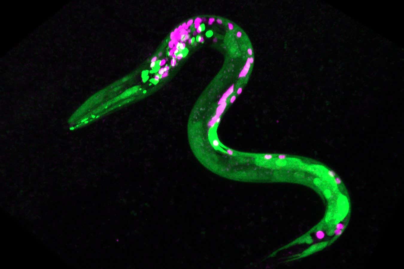 Image of a nematode worm